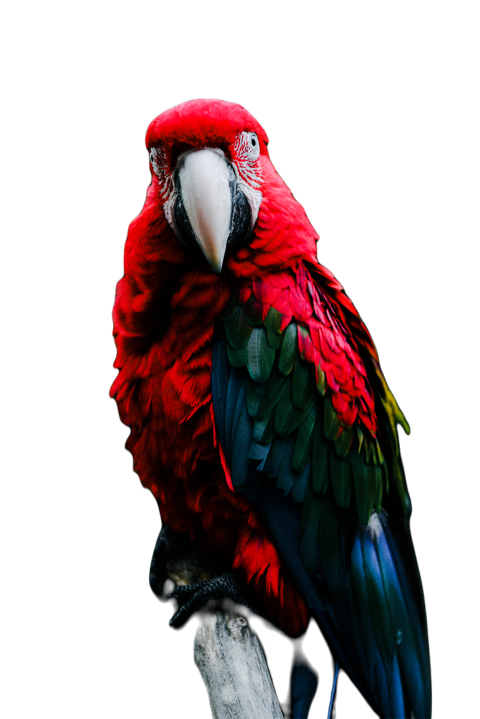 Parrots in the world png file 307