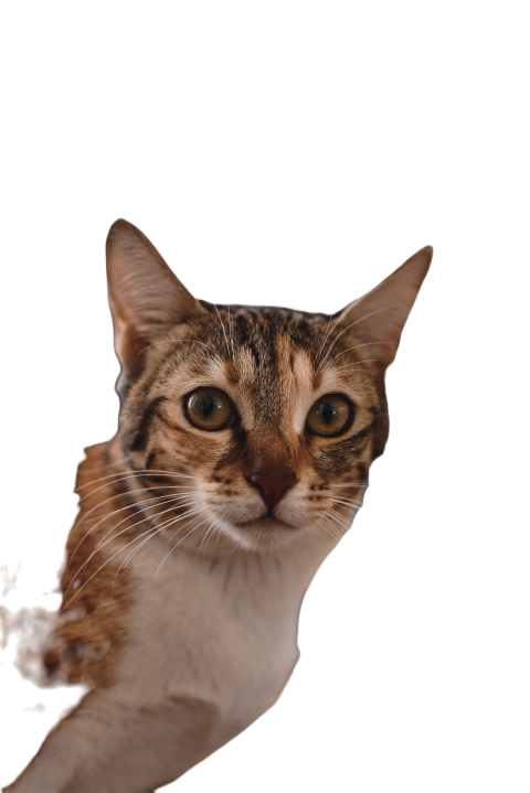 White and ginger color cat 2024 10 18 04 54 30 utc