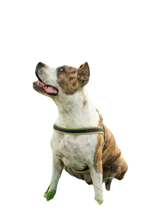 Obedient staffordshire terrier dog training in the 2025 01 10 05 24 28 utc