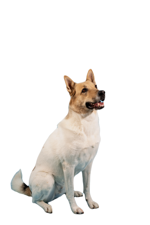 Mixed breed cute dog portrait on blue background 2023 11 27 04 59 23 utc