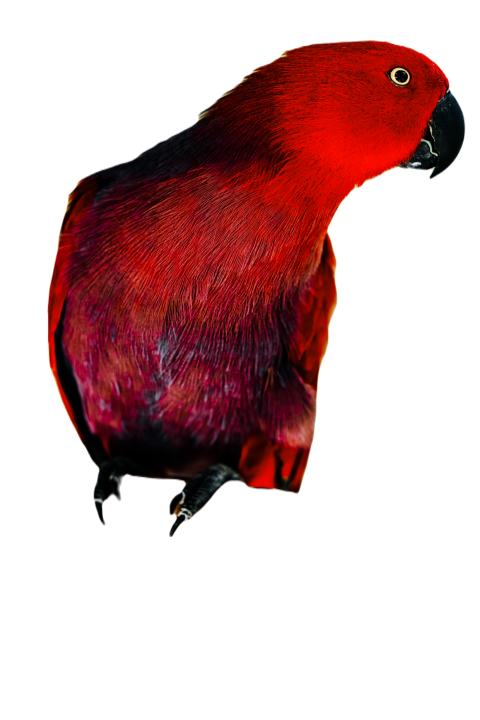 Parrots in the world png file 82