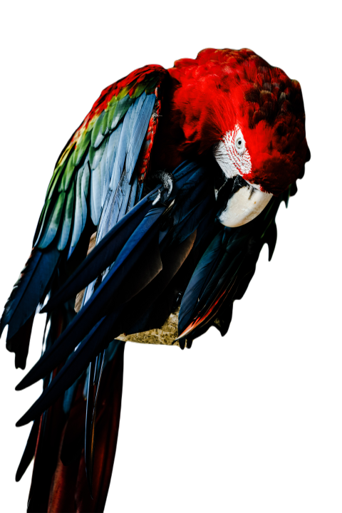 Parrots in the world png file 83