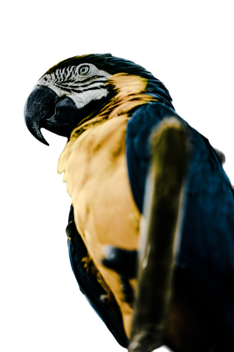 Parrots in the world png file 110