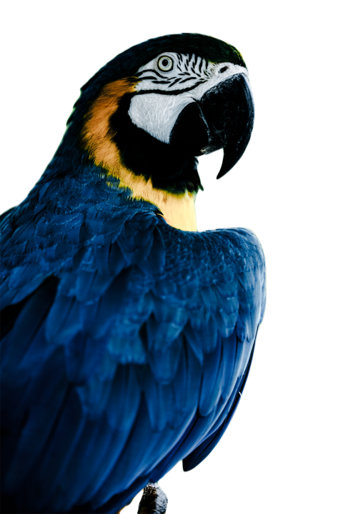 Parrots in the world png file 111