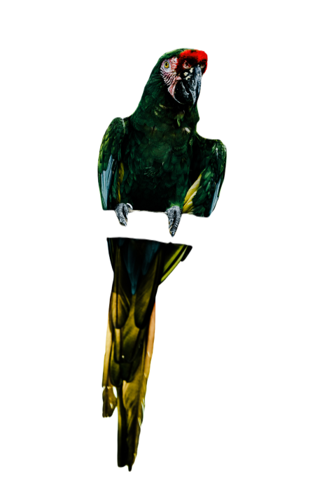 Parrots in the world png file 113