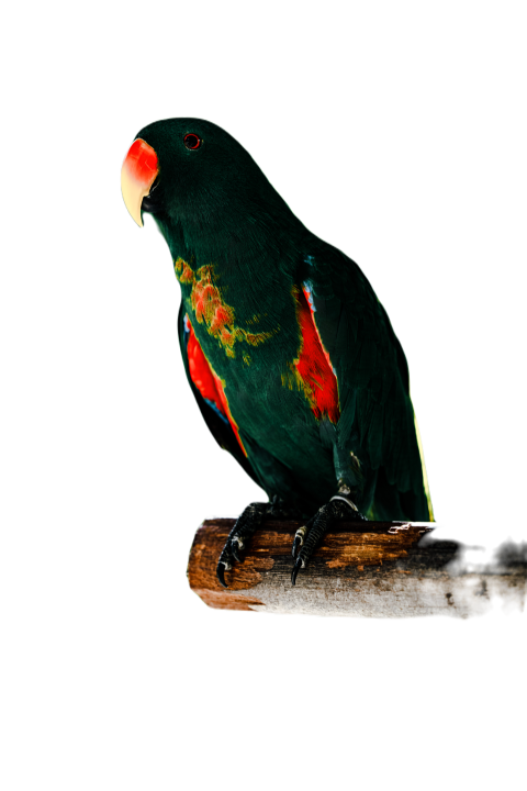 Parrots in the world png file 114