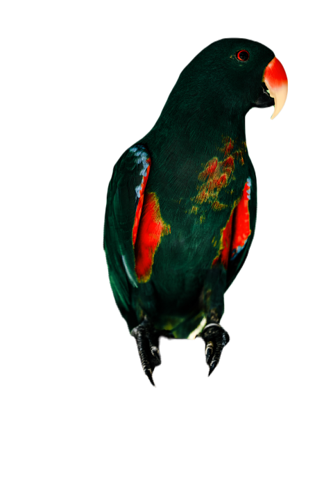 Parrots in the world png file 115