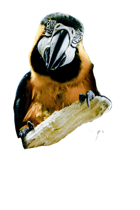 Parrots in the world png file 118