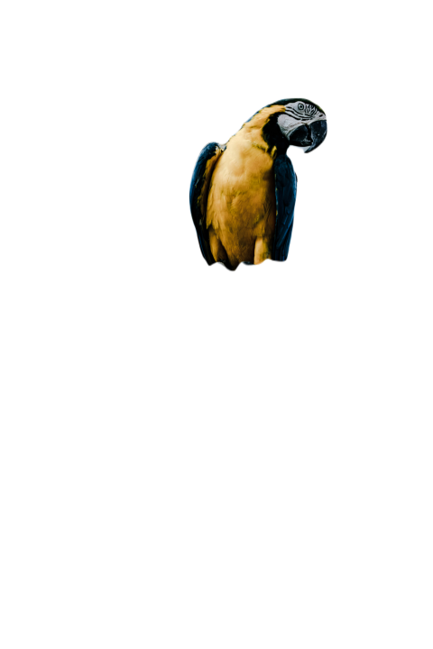 Parrots in the world png file 124