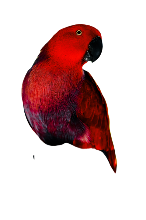 Parrots in the world png file 122