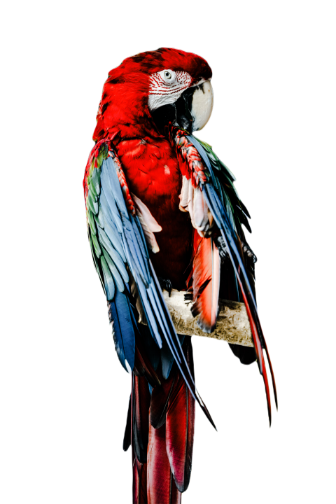 Parrots in the world png file 125