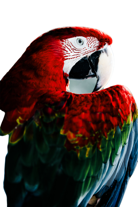 Parrots in the world png file 131