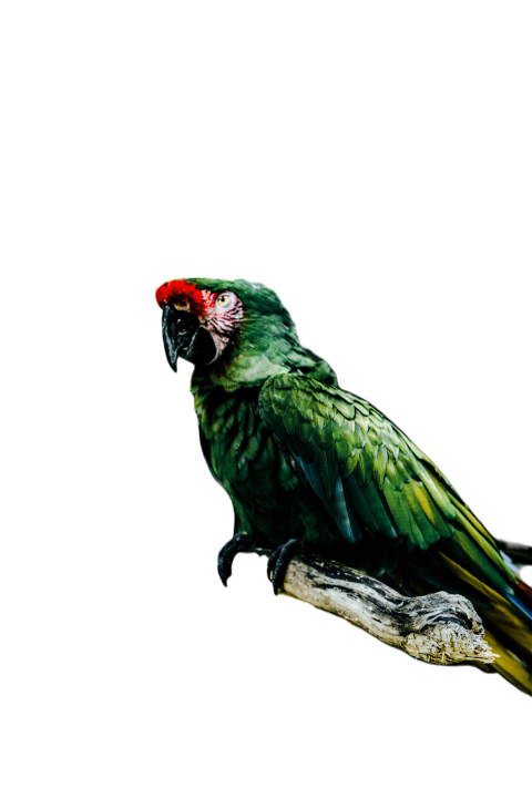 Parrots in the world png file 134