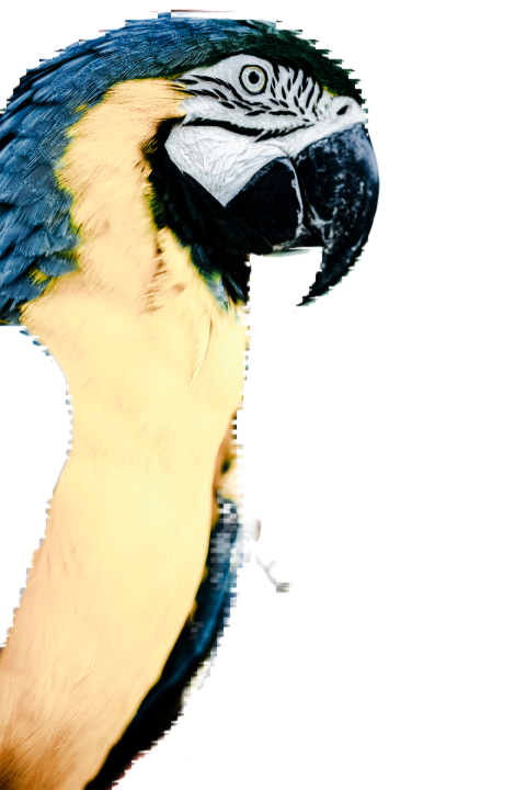 Parrots in the world png file 135