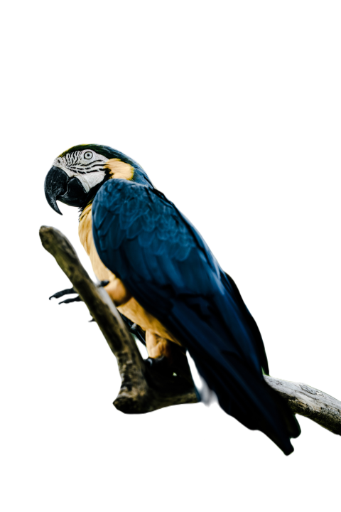 Parrots in the world png file 136