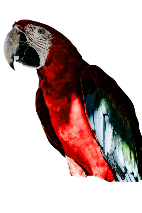 Parrots in the world png file 138