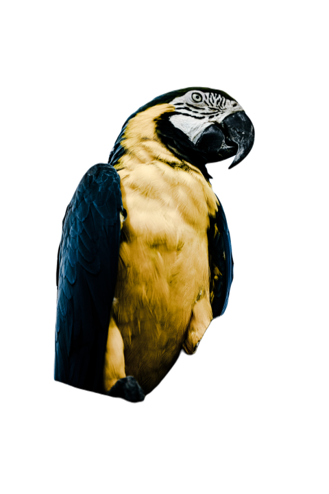 Parrots in the world png file 141