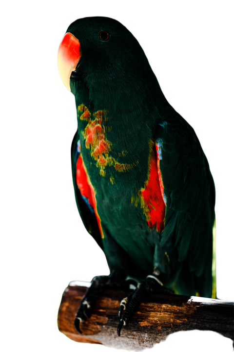 Parrots in the world png file 154
