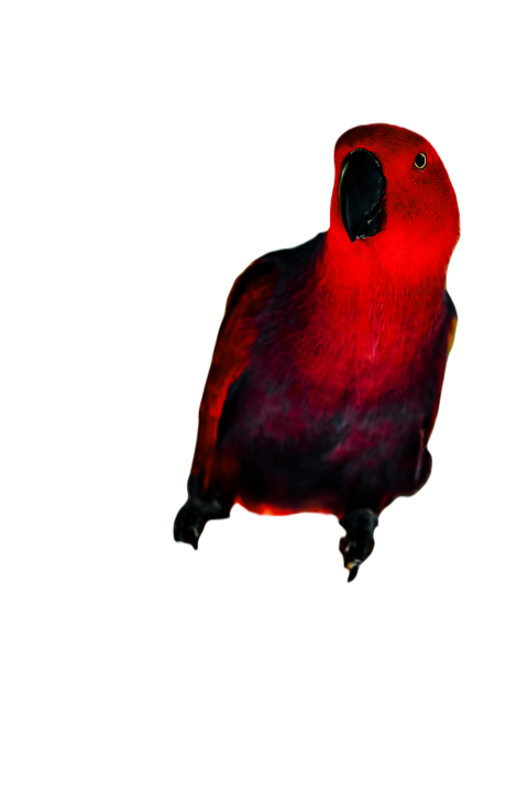Parrots in the world png file 155