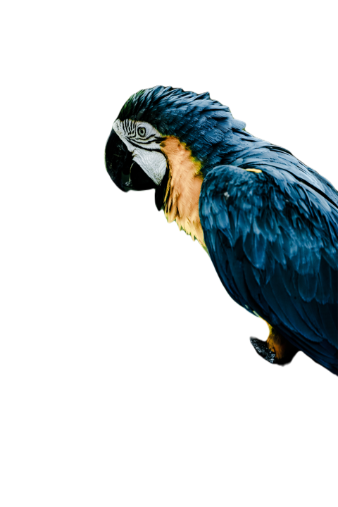 Parrots in the world png file 157