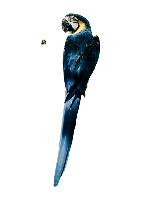 Parrots in the world png file 161