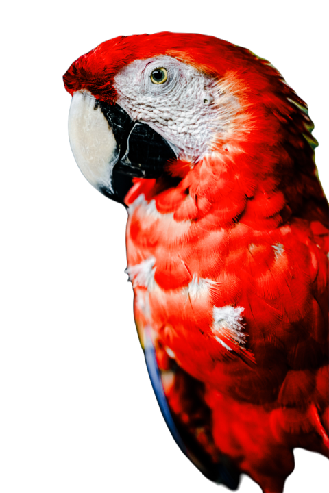 Parrots in the world png file 162