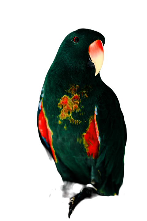 Parrots in the world png file 163