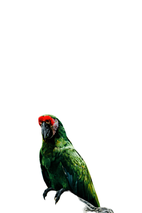 Parrots in the world png file 164