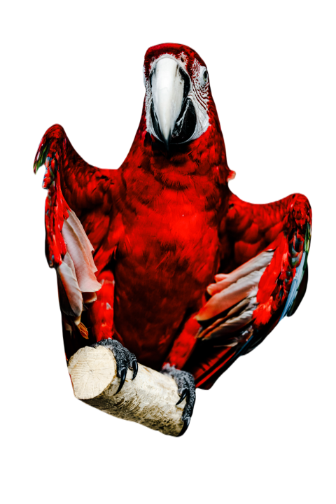 Parrots in the world png file 172