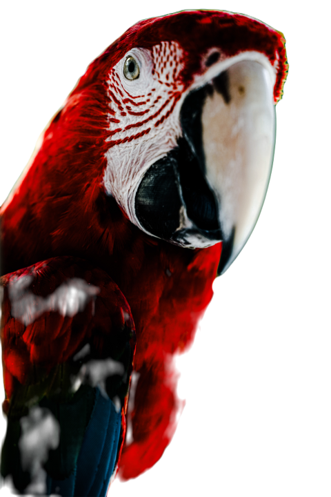 Parrots in the world png file 176