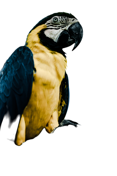 Parrots in the world png file 178
