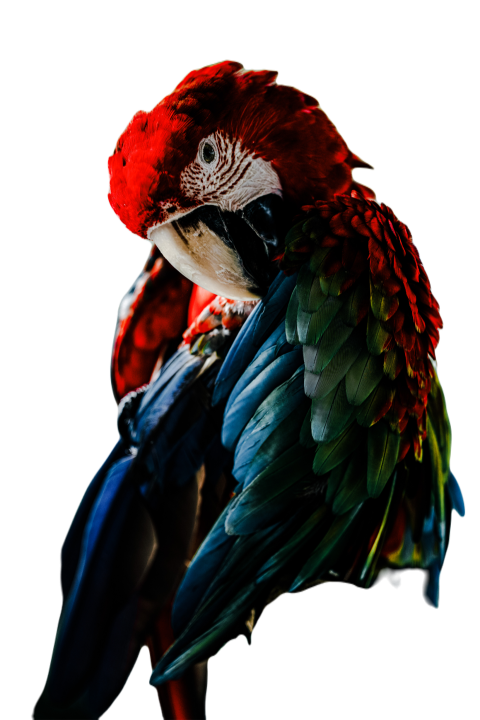 Parrots in the world png file 177