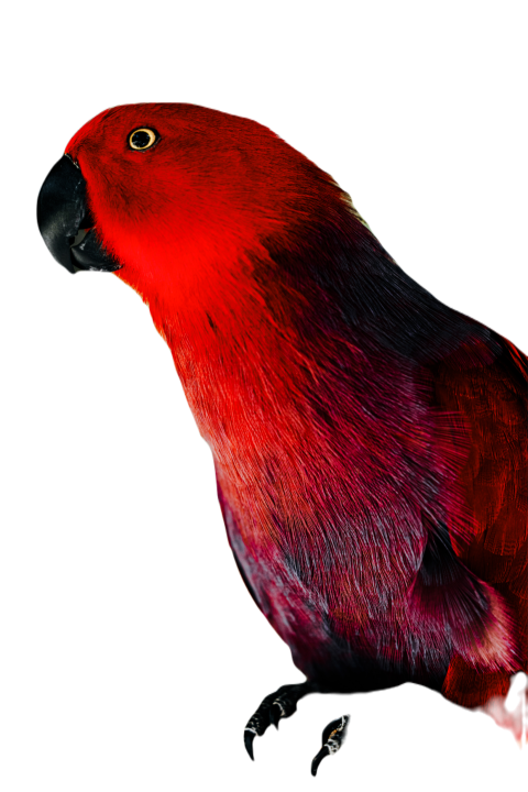 Parrots in the world png file 179