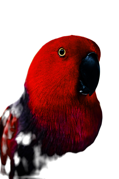 Parrots in the world png file 180
