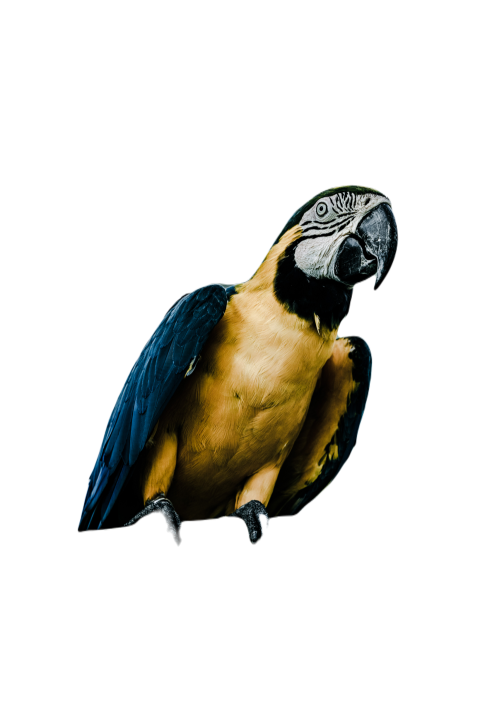 Parrots in the world png file 183