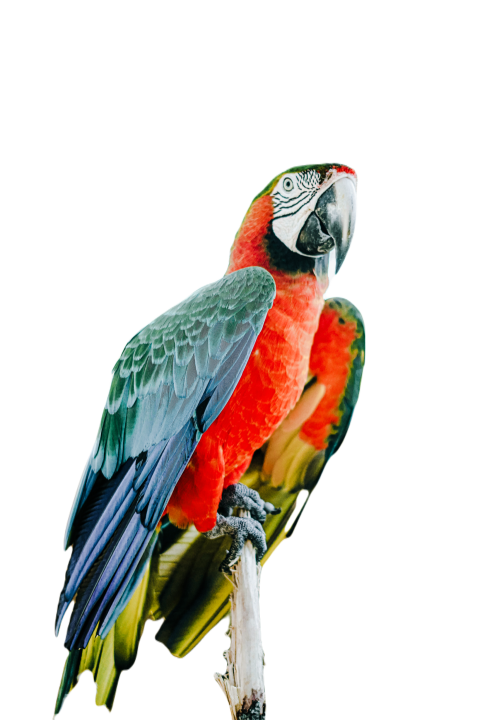 Parrots in the world png file 191