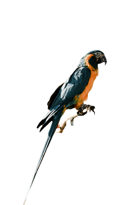 Parrots in the world png file 230