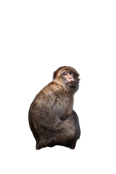Vertical shot of a barbary macaque on a rock with 2023 11 27 05 03 13 utc