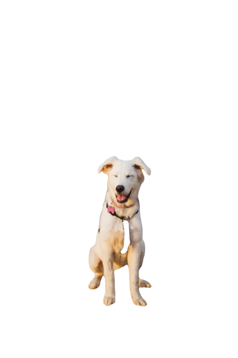 White shepherd maremma puppy dog in sardinia count 2024 10 12 22 56 35 utc