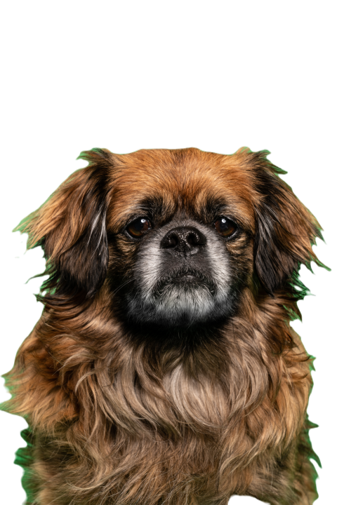 Little dog sitting in studio 2023 11 27 05 25 58 utc