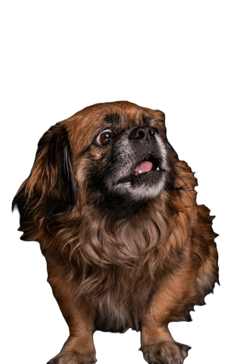 Little angry dog sitting in studio 2023 11 27 05 36 32 utc