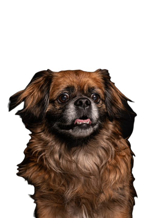 Little angry dog sitting in studio 2023 11 27 05 30 21 utc