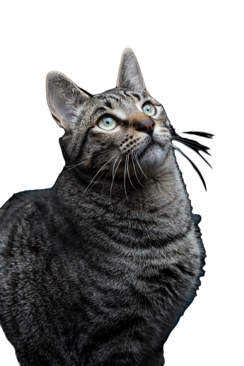 Close up of tabby gray cat looking up on a black b 2025 01 08 15 19 35 utc