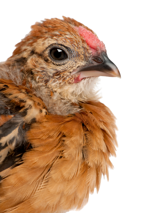 Baby chicken 23 days old in front of white backg 2024 09 27 01 22 29 utc
