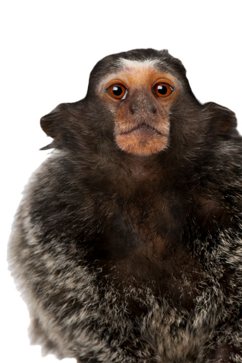 Common marmoset callithrix jacchus 2 years old 2024 09 26 21 43 22 utc