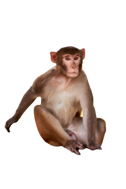 Cute little monkey sits on bench in public indian 2024 07 23 19 50 09 utc