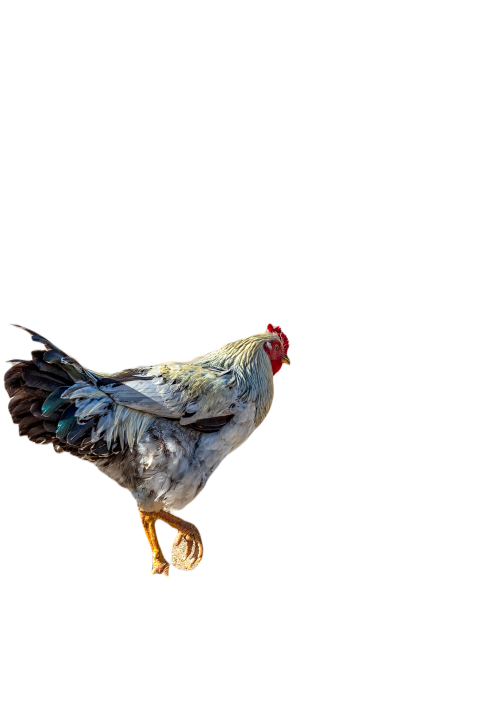 Free beautiful cock 2023 11 27 04 51 10 utc