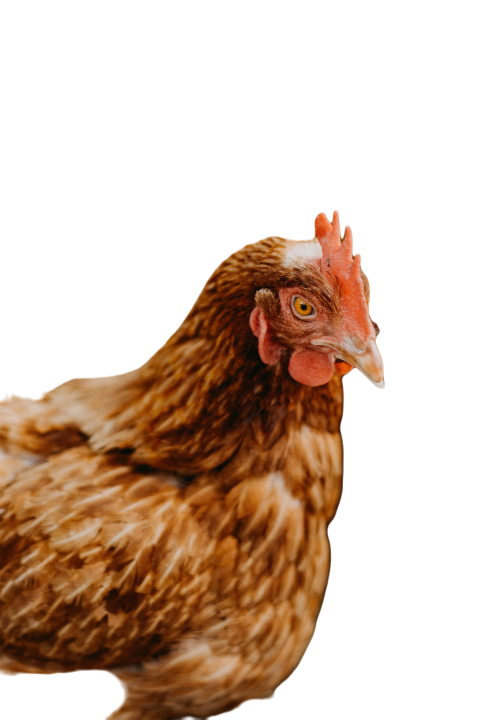 Hen detail 2023 11 27 05 06 05 utc