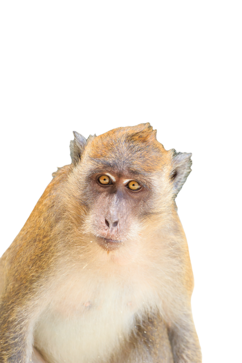 Monkey at the beach in koh phi phi 2023 11 27 05 00 37 utc