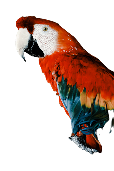 Parrots in the world png file 69